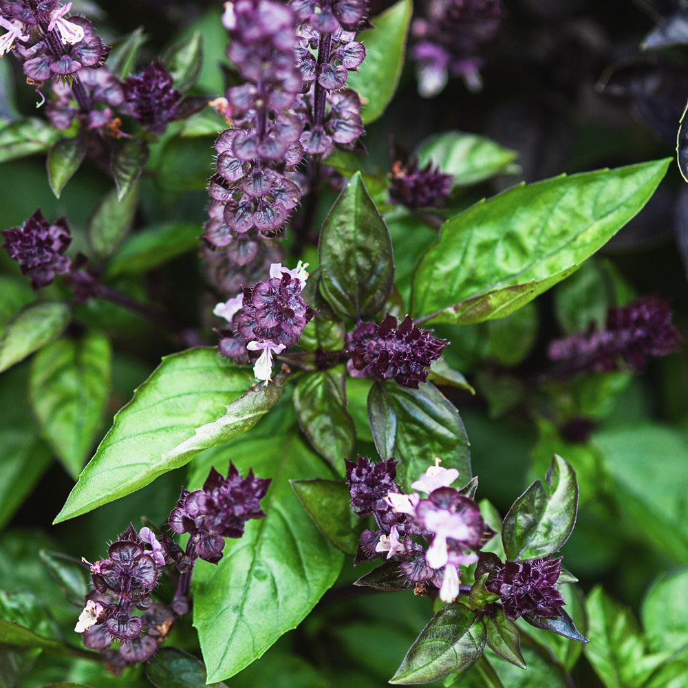 Basilikum &amp;#39;Zimtbasilikum&amp;#39; - Ocimum basilicum | Gartenzauber