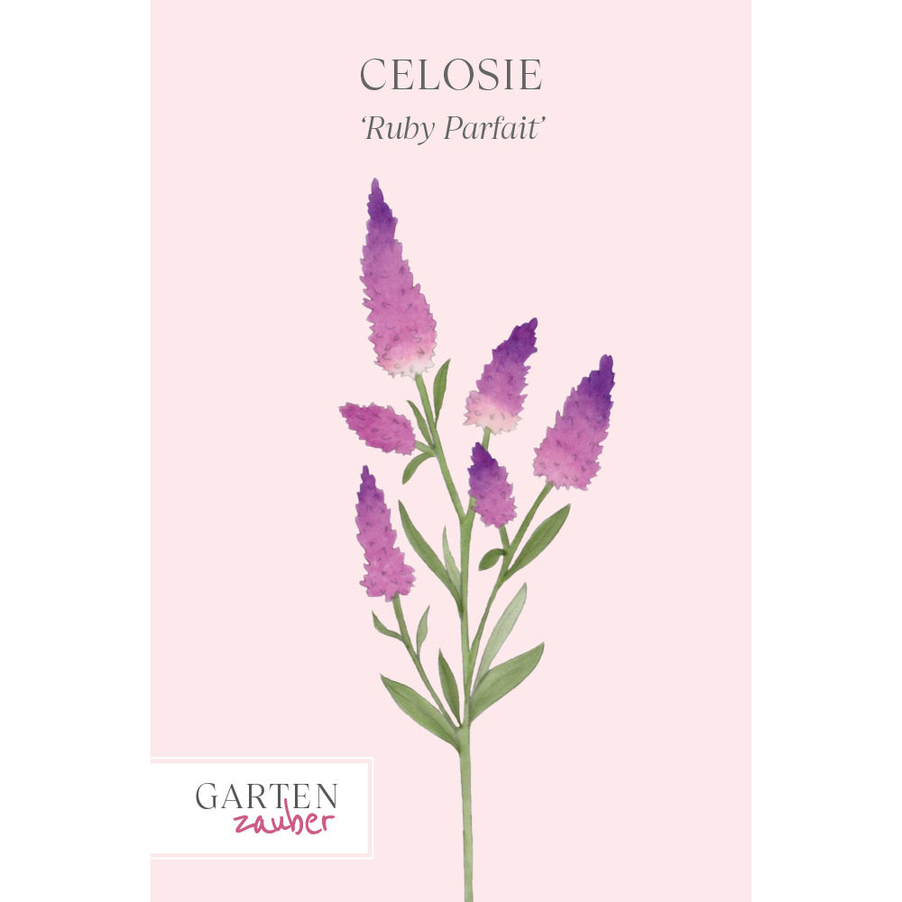 Vorderansicht Saatguttuete Celosie 'Ruby Parfait' Celosia argentea spicata aus der Gartenzauber-Saatgutserie
