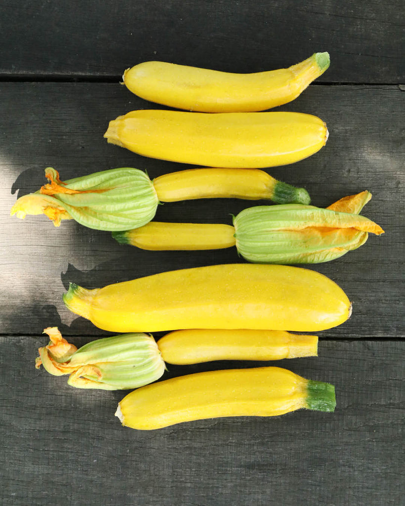 Zucchini ‘Sativa Auslese’ aus der Gartenzauber-Saatgutserie