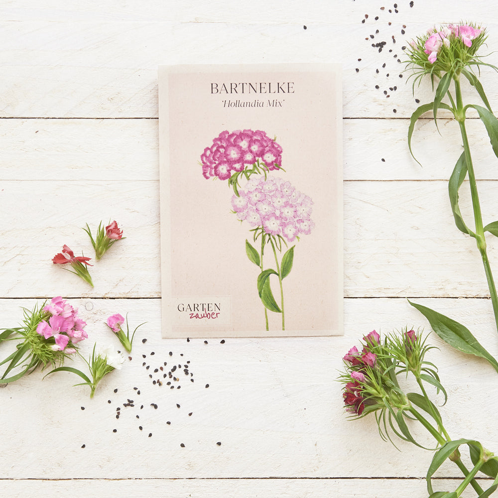 Vorderansicht Saatguttuete Bartnelke - Dianthus barbatus `Hollandia Mix` aus der Gartenzauber-Saatgutserie, dekoriert mit frischen Blumen