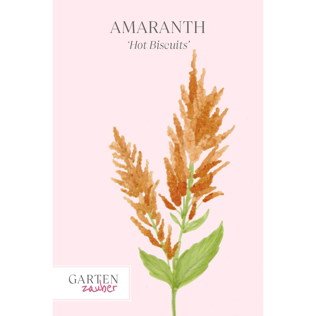 Vorderansicht Saatguttuete Amaranth -  Amaranthus cruentus  ‘Hot Biscuit‘ aus der Gartenzauber-Saatgutserie