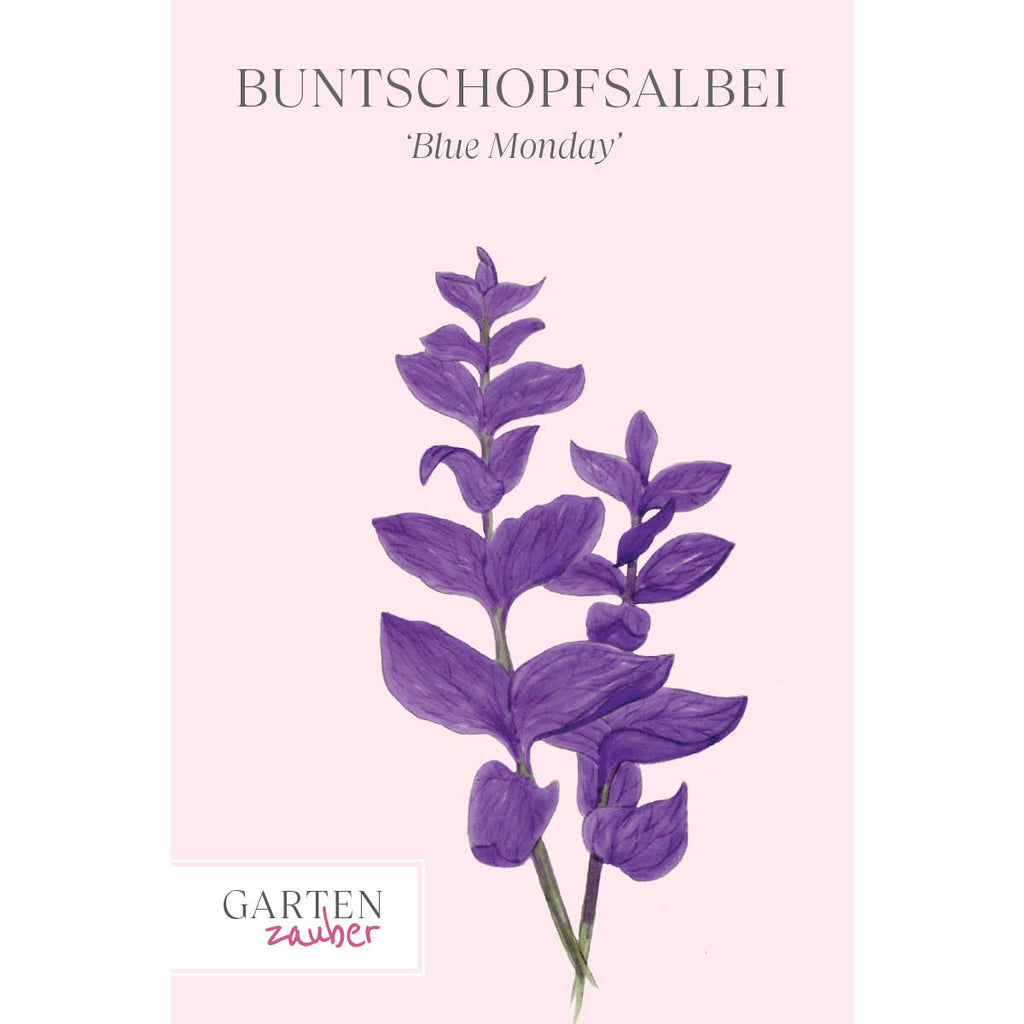 Vorderansicht Saatguttuete  Buntschopfsalbei - Salvia viridis 'Blue Monday' aus der Gartenzauber-Saatgutserie