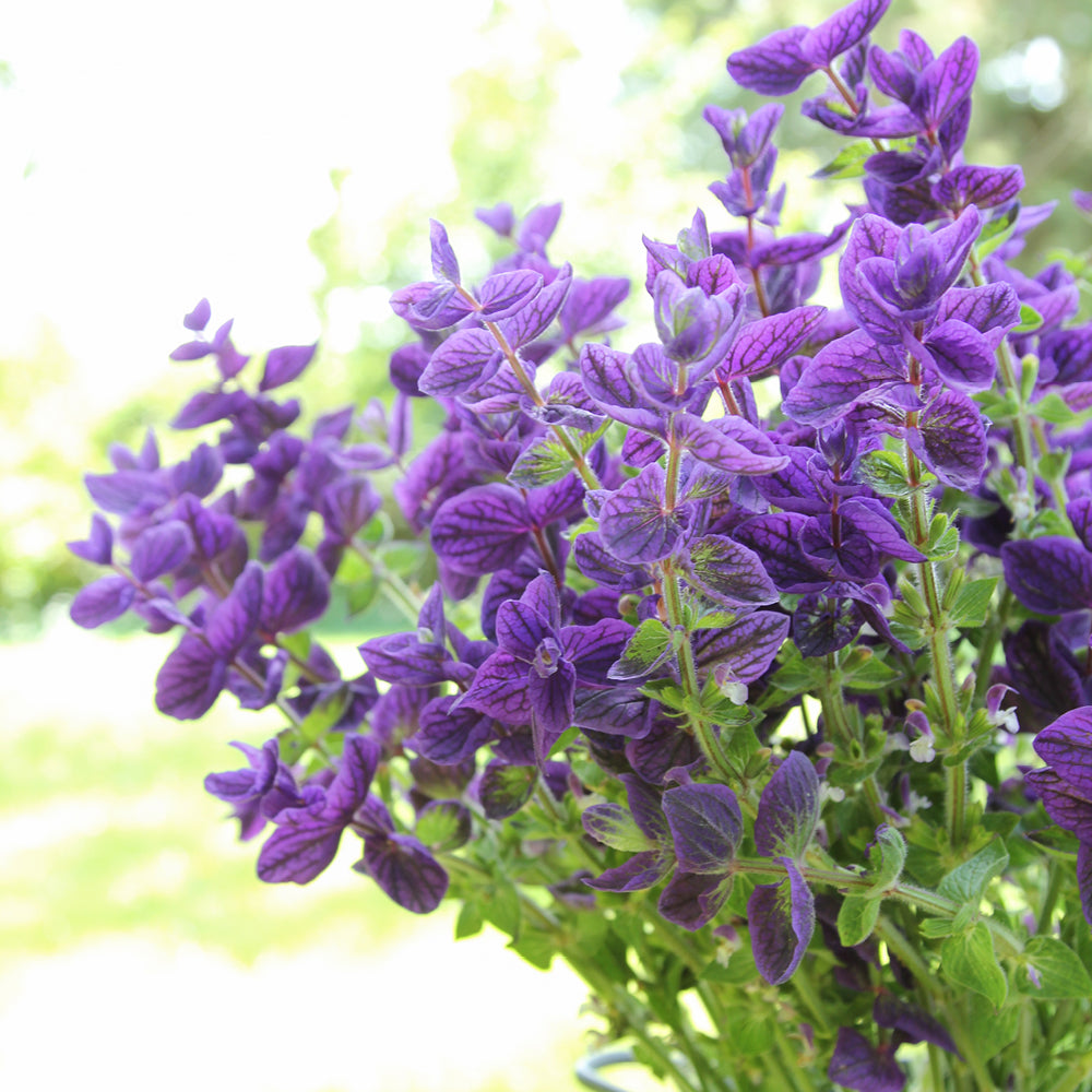 Bluehende Pflanze Buntschopfsalbei - Salvia viridis 'Blue Monday' aus der Gartenzauber-Saatgutserie