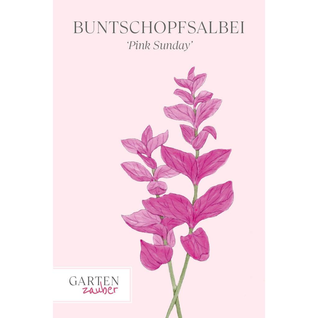 Vorderansicht Saatguttuete  Buntschopfsalbei - Salvia viridis 'Pink Sunday' aus der Gartenzauber-Saatgutserie