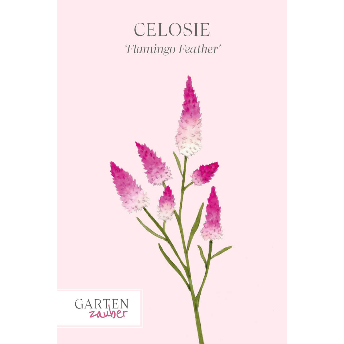 \'Flamingo Celosie | Gartenzauber Feather\' argentea - Celosia spicata