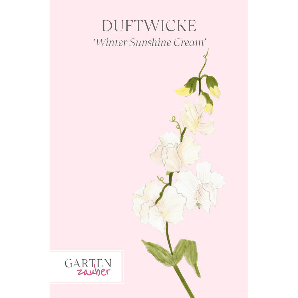 Vorderansicht Saatguttuete  Duftwicke - Lathyrus odoratus 'Winter Sunshine Cream' aus der Gartenzauber-Saatgutserie