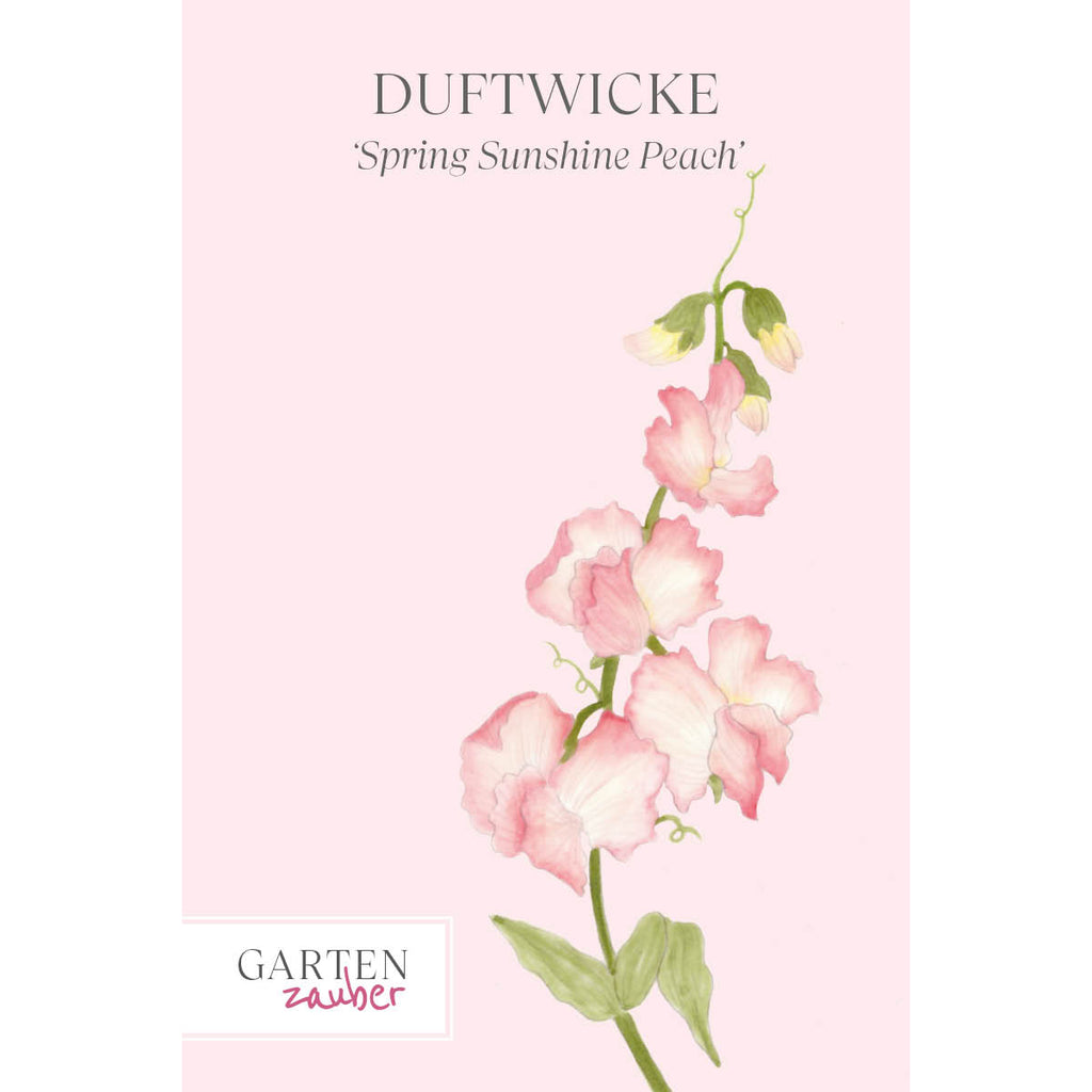 Vorderansicht Saatguttuete  Duftwicke - Lathyrus odoratus 'Spring Sunshine Peach' aus der Gartenzauber-Saatgutserie