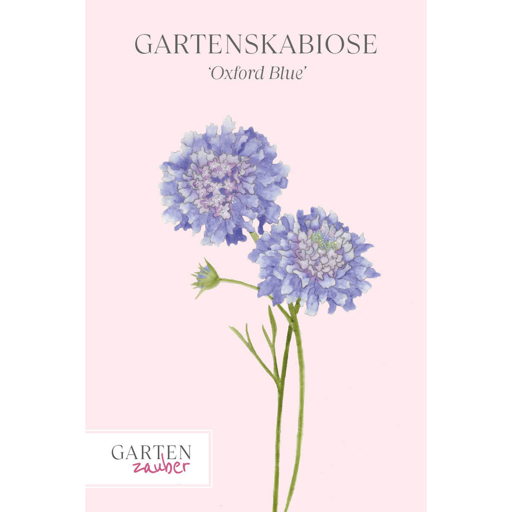 Vorderansicht Saatguttuete  Gartenskabiose - Scabiosa atropurpurea 'Oxford Blue' aus der Gartenzauber-Saatgutserie