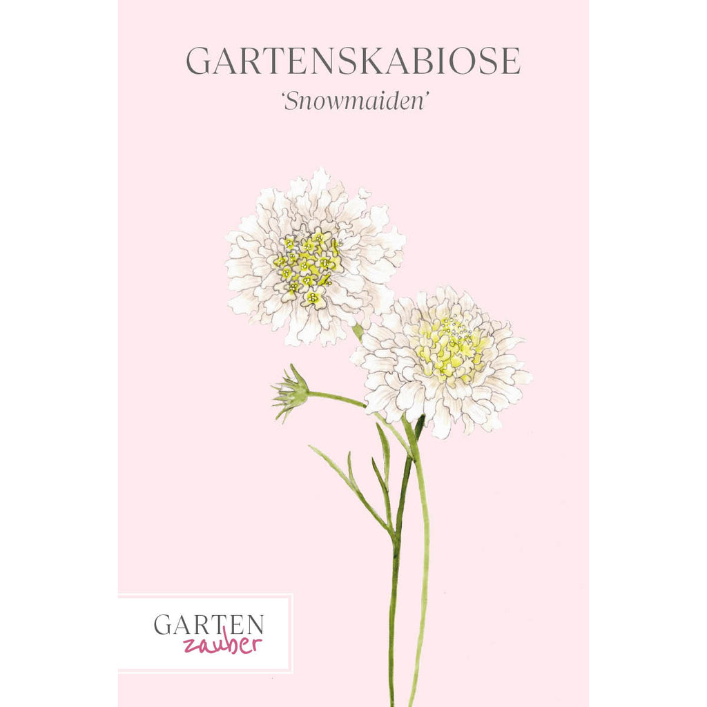 Vorderansicht Saatguttuete  Gartenskabiose - Scabiosa atropurpurea 'Snowmaiden' aus der Gartenzauber-Saatgutserie