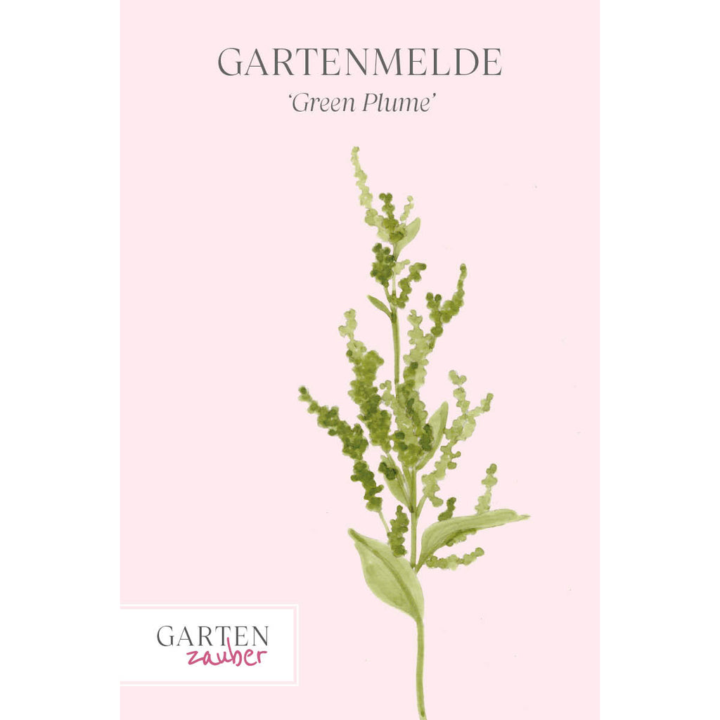 Vorderansicht Saatguttuete Gartenmelde - Atriplex hortensis ‘Green Plume‘ aus der Gartenzauber-Saatgutserie.