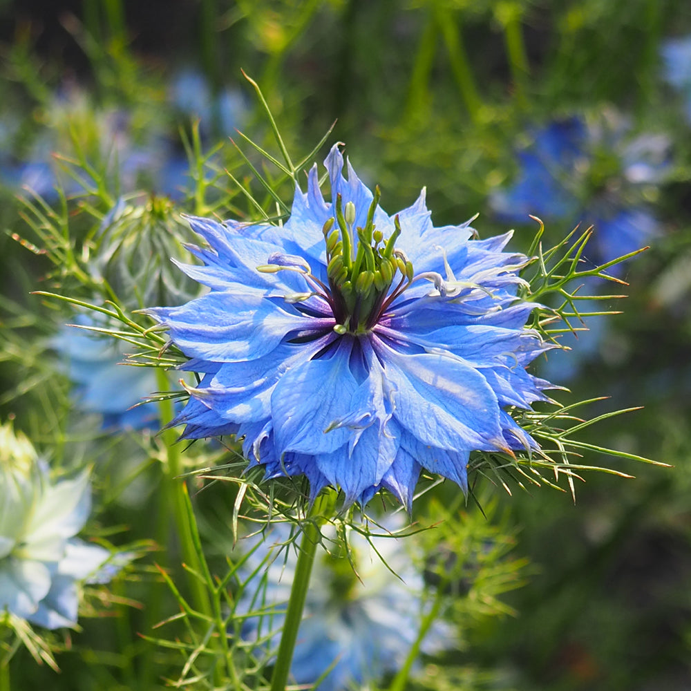 Bluehende Pflanze Jungfer im Grünen - Nigella damascena 'Miss Jekyll Sky Blue'  aus der Gartenzauber-Saatgutserie