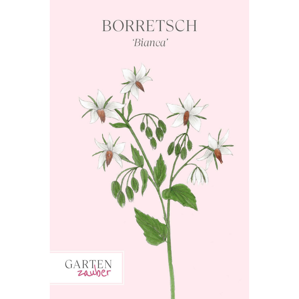 Vorderansicht Saatguttuete  Borretsch - Borago officinalis ‘Bianca‘ aus der Gartenzauber-Saatgutserie.
