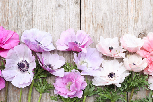 1x1 der Anemonen (Anemone coronaria)