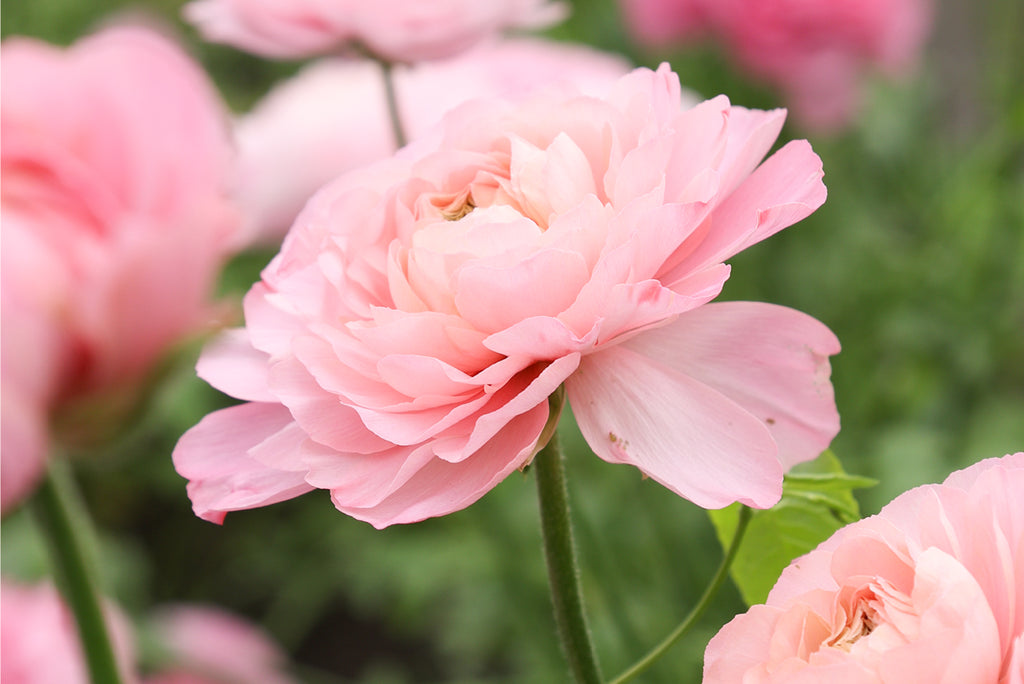 1x1 der Italienischen Ranunkeln (Ranunculus asiaticus)