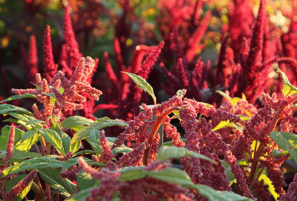 Amaranth