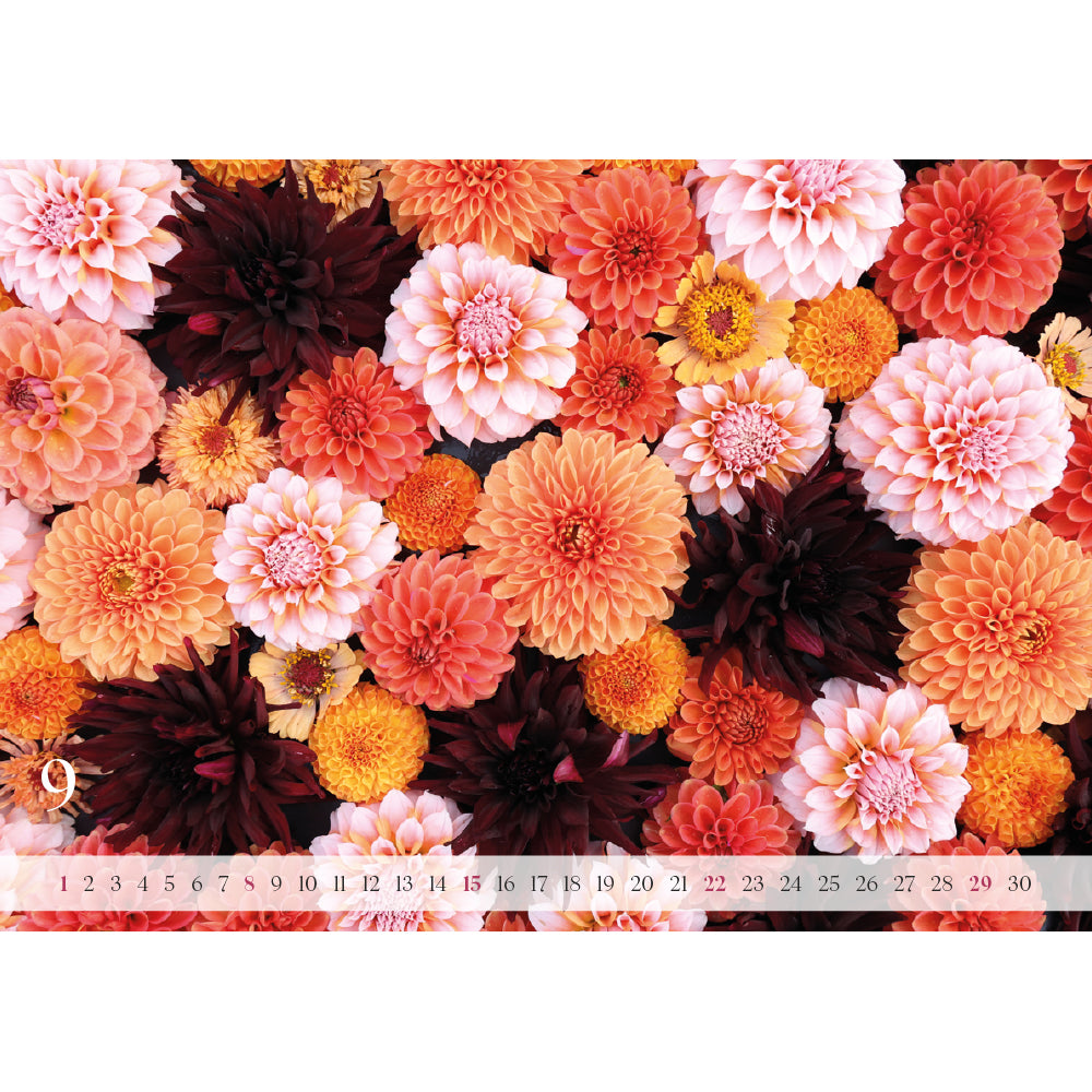 Gartenzauber Dahlien- und Blumenkalender 2024