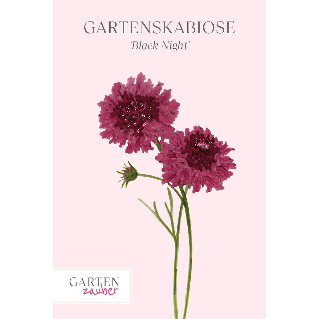 Gartenskabiose - Scabiosa atropurpurea 'Black Night'