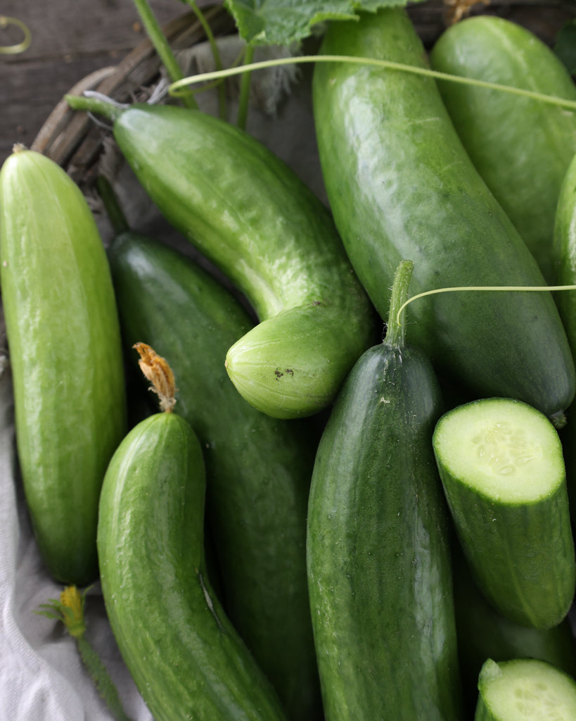 Cucumber Cucumber 'La Diva' - Cucumis sativa