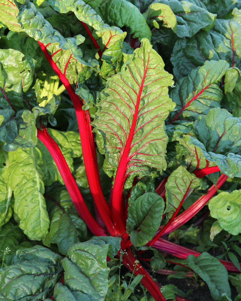 Chard 'Feurio' - Beta vulgaris var. Vulgaris