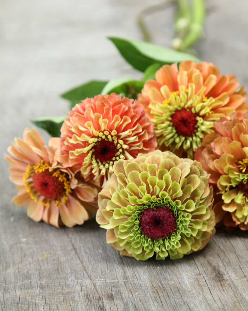 Zinnie - Zinnia elegans 'Queen Lime Orange'