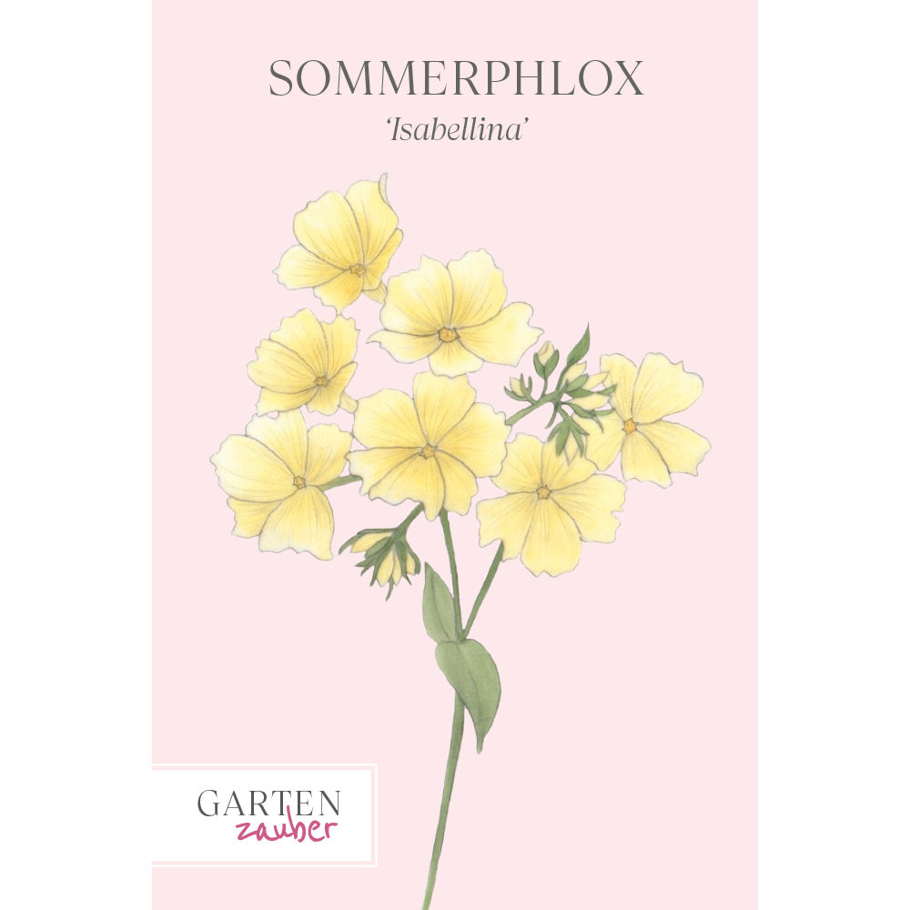 Vorderansicht Saatguttuete Sommerphlox 'Isabellina' Phlox drummondii aus der Gartenzauber-Saatgutserie