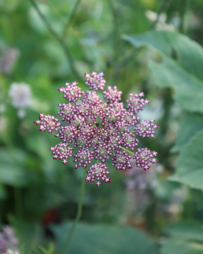 Wilde Möhre - Daucus carota 'Dara'