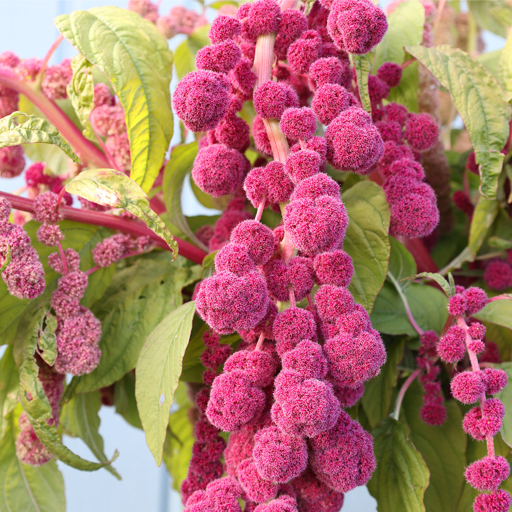 Bluehende Pflanze Amaranth - Amaranthus cruentus  ‘Mira‘ aus der Gartenzauber-Saatgutserie