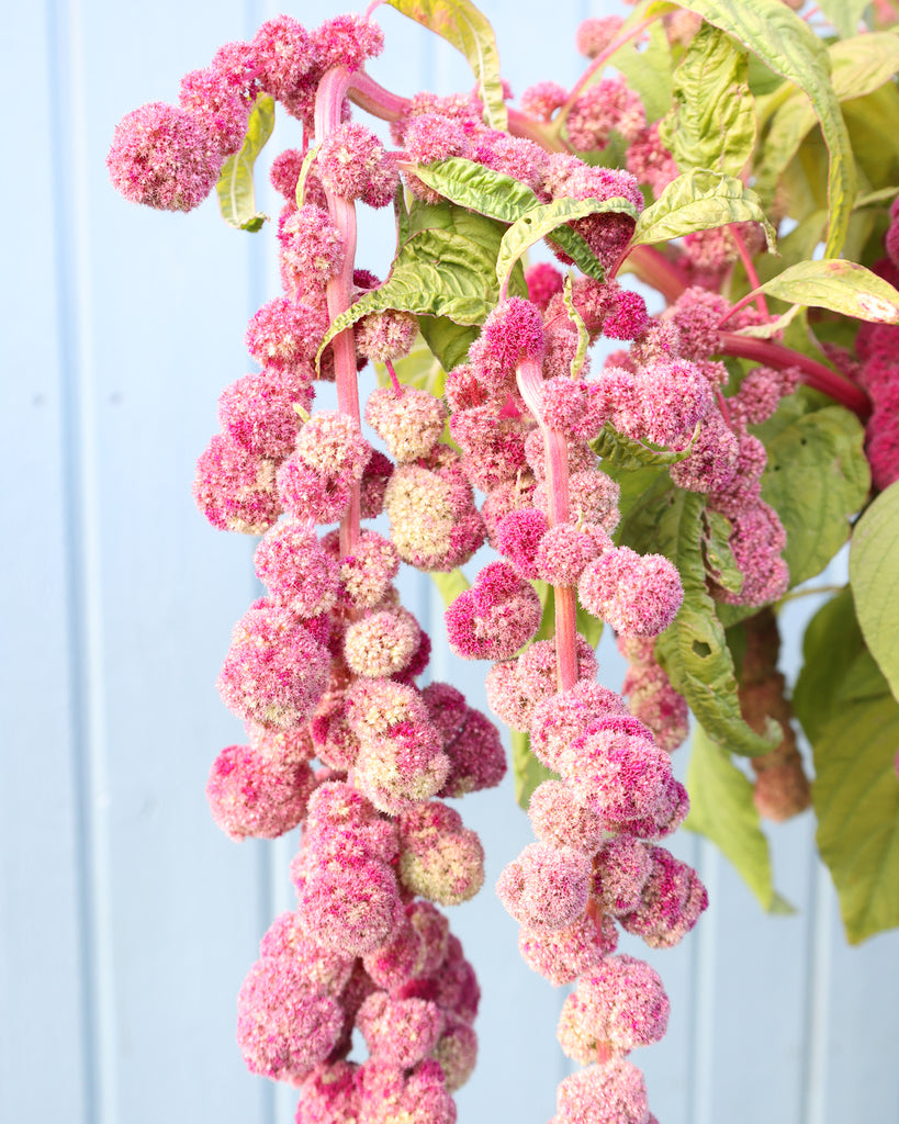 Bluehende Pflanze Amaranth - Amaranthus cruentus  ‘Mira‘ aus der Gartenzauber-Saatgutserie