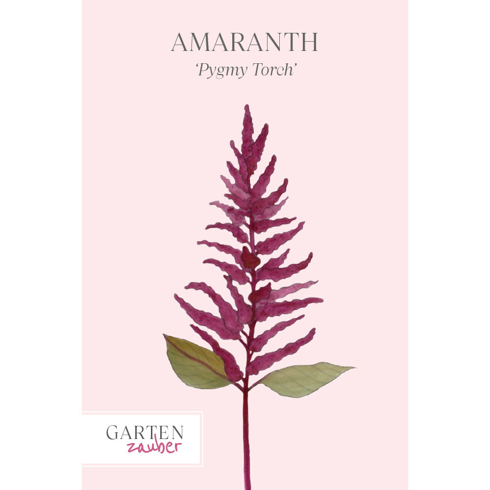 Amaranth - Amaranthus hypochondriacus 'Pygmy Torch'