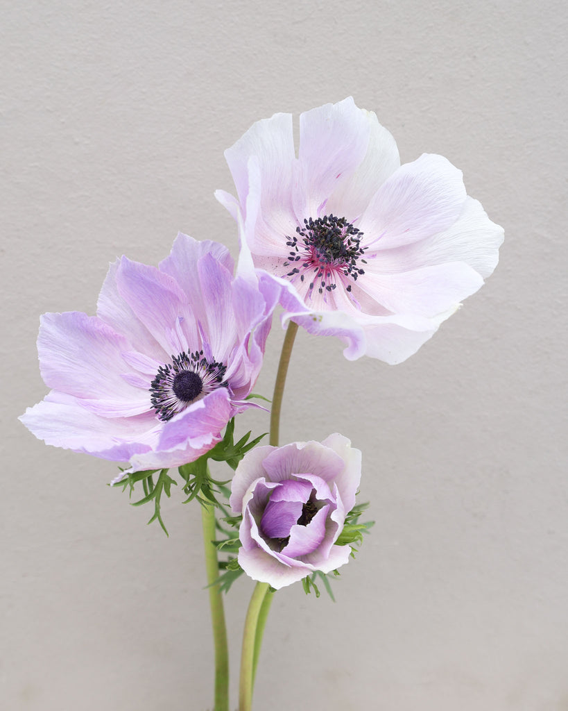 Drei lavendelblaue Anemonen der Sorte Mistral Plus® Azurro mit schwarzen Staubgefaeßen vor einem hellen Hintergrund.