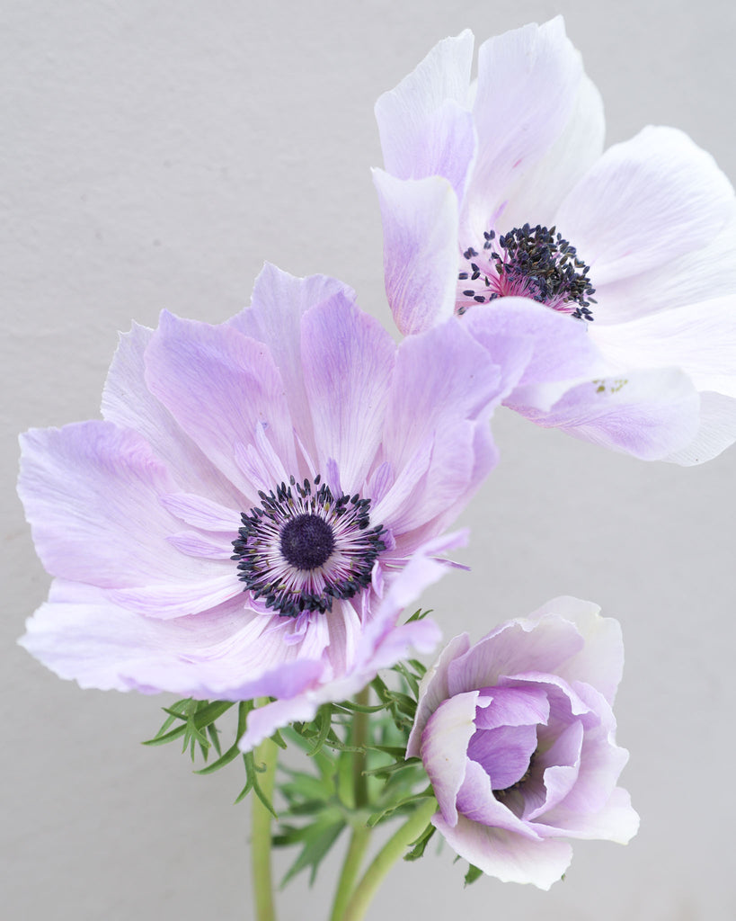 Drei lavendelblaue Anemonen der Sorte Mistral Plus® Azurro mit schwarzen Staubgefaeßen vor einem hellen Hintergrund.