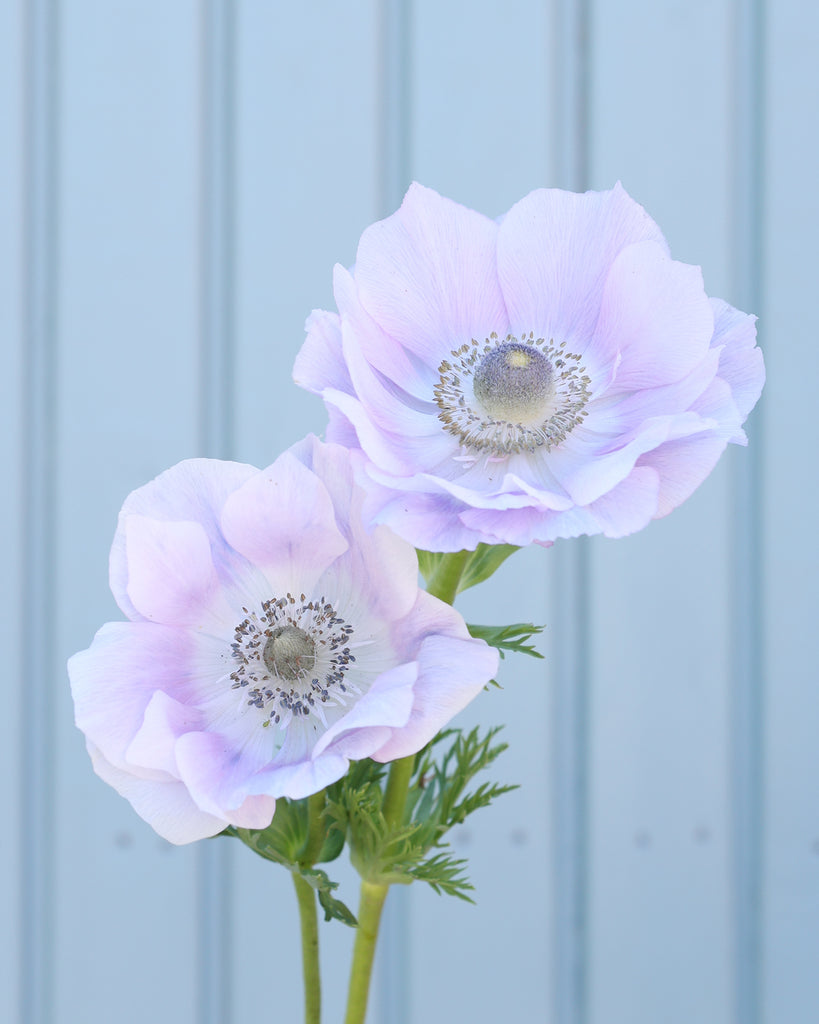 Anemone 'Mistral® Pale' - 10 tubers