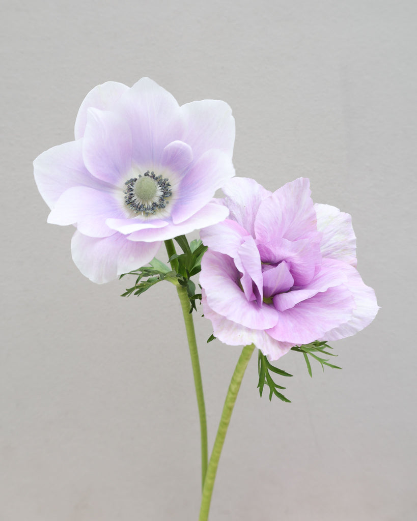 Zwei Anemonen in Lavendel- und Weißtoenen der Sorte Mistral® Pale mit dunklen Staubgefäßen vor einem hellen Hintergrund.