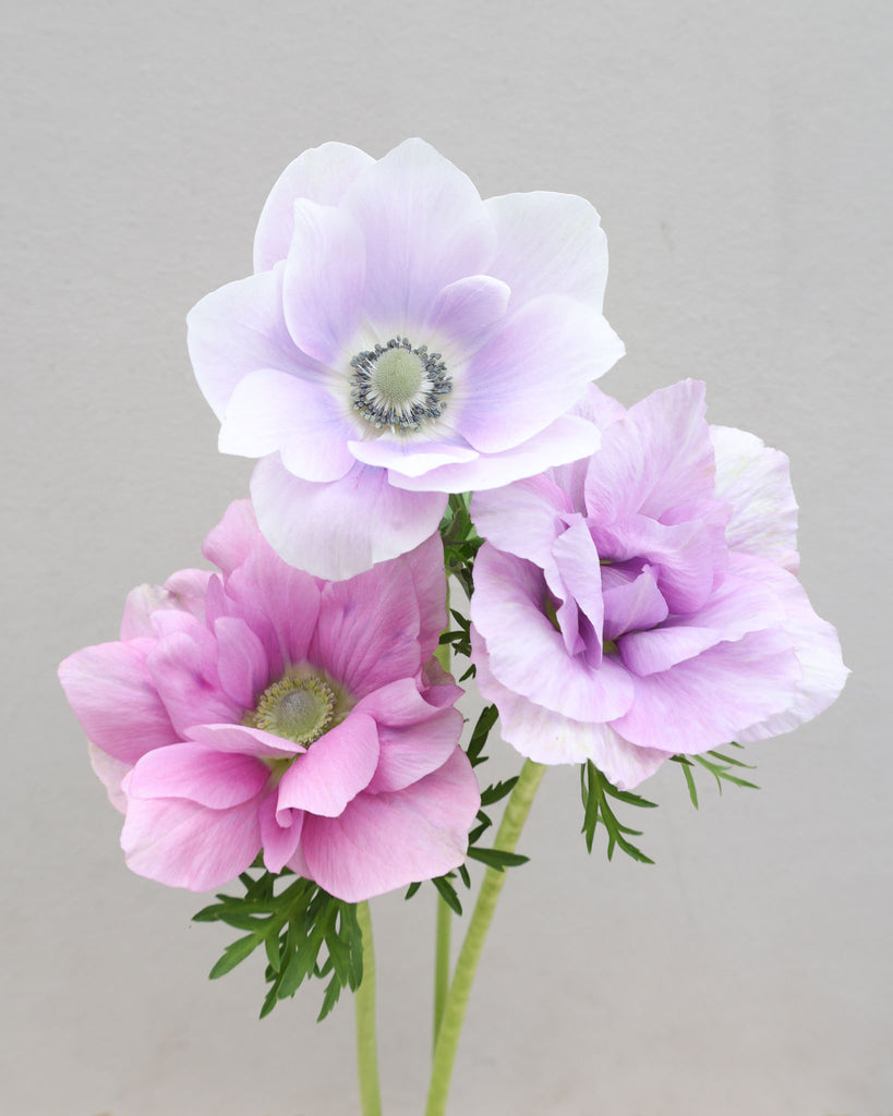 Drei Anemonen in Lavendel- und Weißtoenen der Sorte Mistral® Pale vor einem hellen Hintergrund.