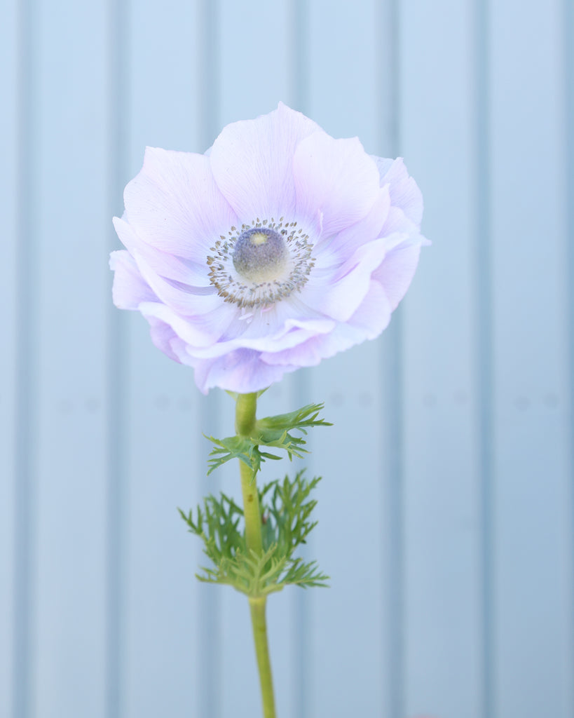 Eine Anemonen in Lavendel- und Weißtoenen der Sorte Mistral® Pale mit dunklen Staubgefäßen vor einem blauen Hintergrund.