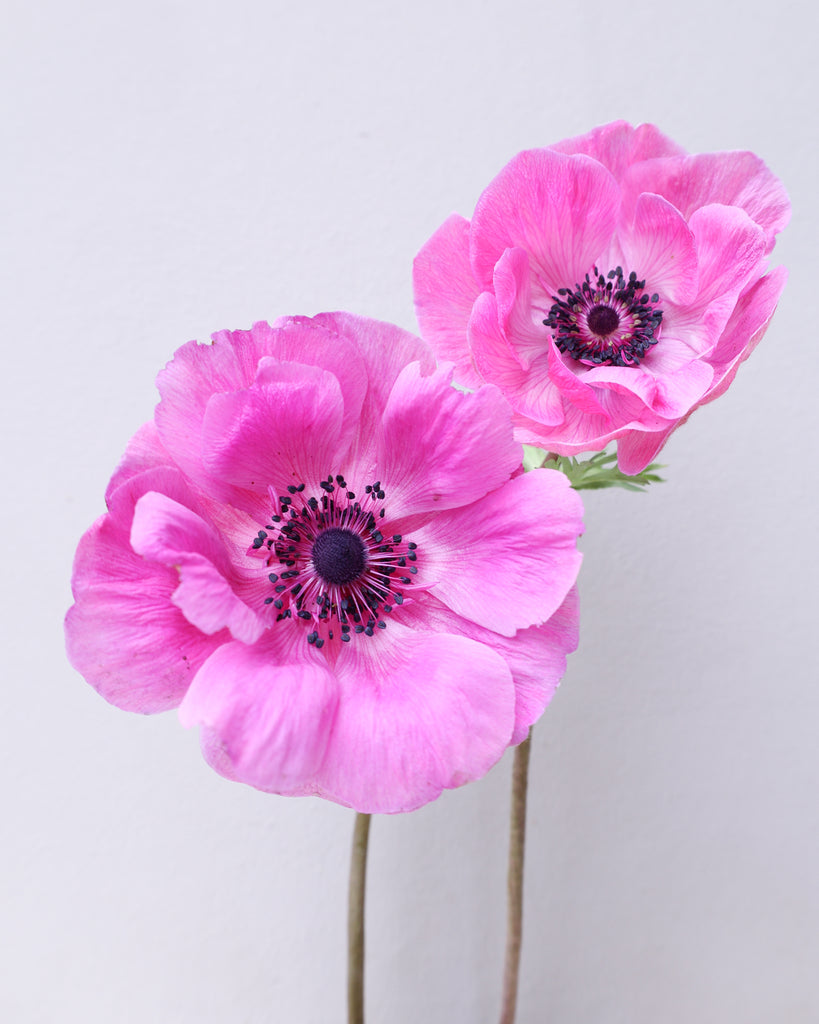 Zwei leuchtend pinkfarbene Anemonen der Sorte Mistral Plus® Fucsia mit schwarzen Staubgefaeßen vor einem hellen Hintergrund.