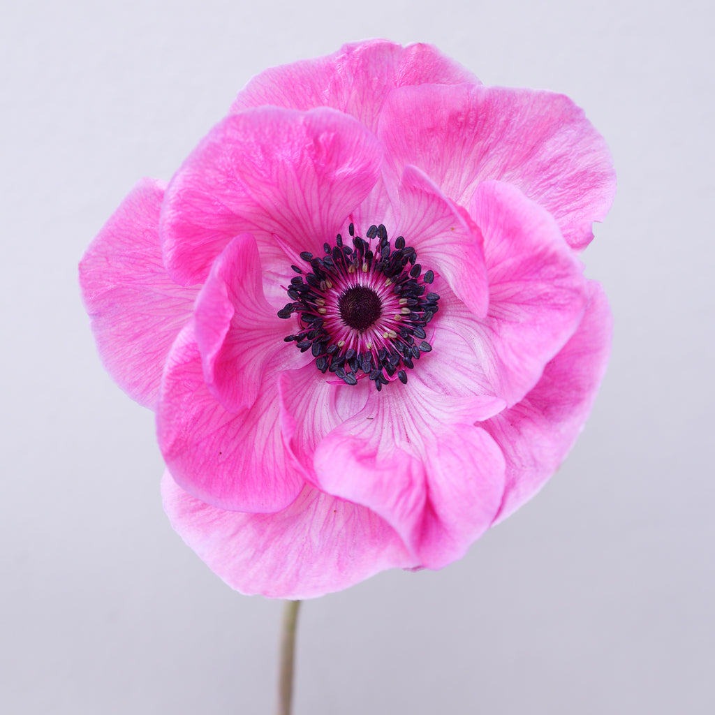 Eine leuchtend pinkfarbene Anemone der Sorte Mistral Plus® Fucsia mit schwarzen Staubgefaeßen vor einem hellen Hintergrund.