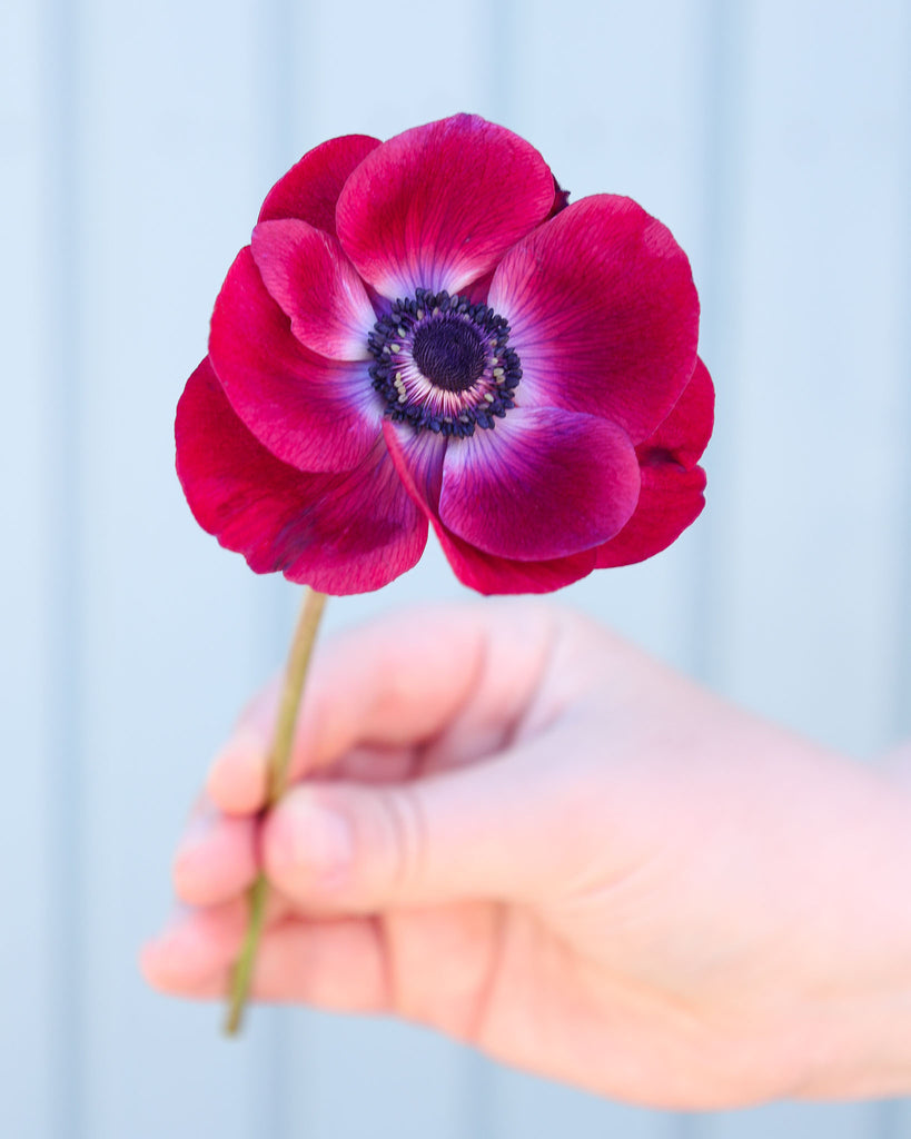 Eine tiefviolette Anemone mit einem Hauch Bordeauxrot und zu den dunklen Staubgefäßen hin heller werdend, fast weißlich vor einem hellblauen Hintergrund.