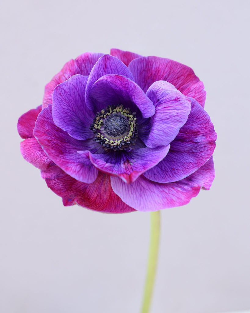 Eine tiefviolette Anemone mit einem Hauch Bordeauxrot und zu den dunklen Staubgefäßen hin heller werdend, fast weißlich vor einem hellen Hintergrund.