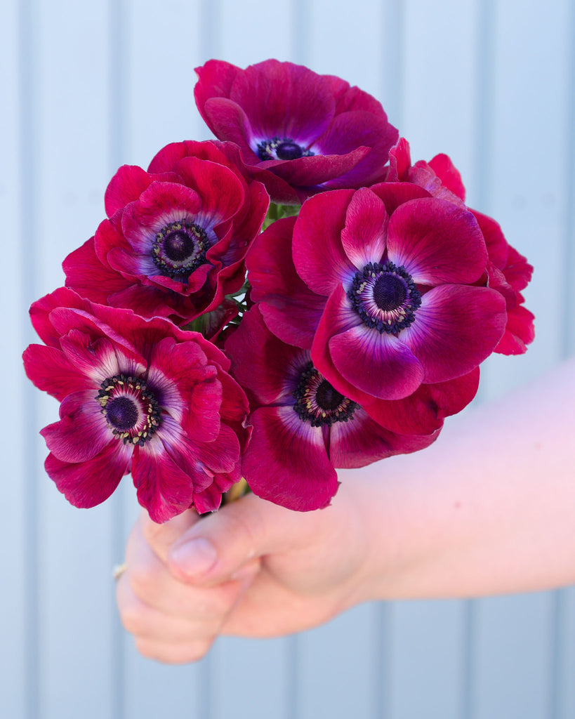 Strauß tiefvioletter Anemonen mit einem Hauch Bordeauxrot und zu den dunklen Staubgefäßen hin heller werdend, fast weißlich vor einem hellblauen Hintergrund.