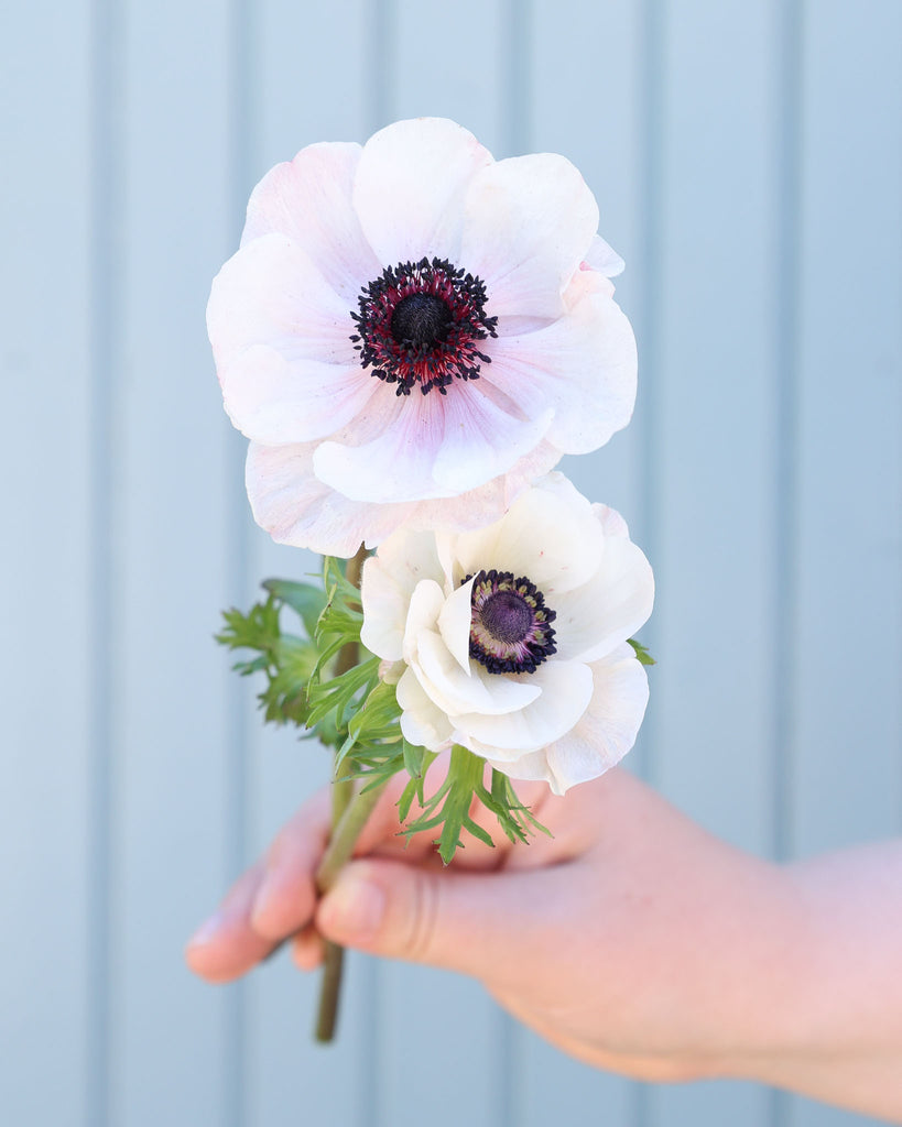 Zwei zart weiße Anemonen der Sorte Mistral Plus® Panda mit dunklen Staubgefäßen vor hellblauen Hintergrund.