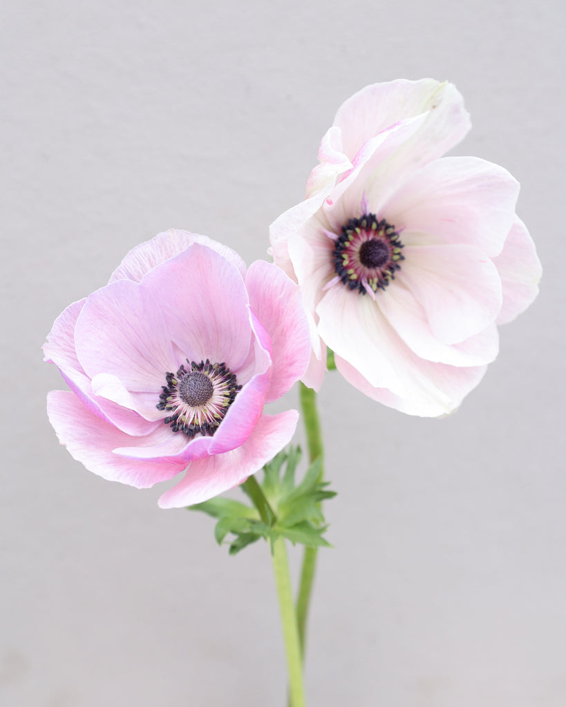 Zwei Anemonen in sanften Fliedertönen mit dunkelvioletten Staubgefäßen vor einem hellen Hintergrund.