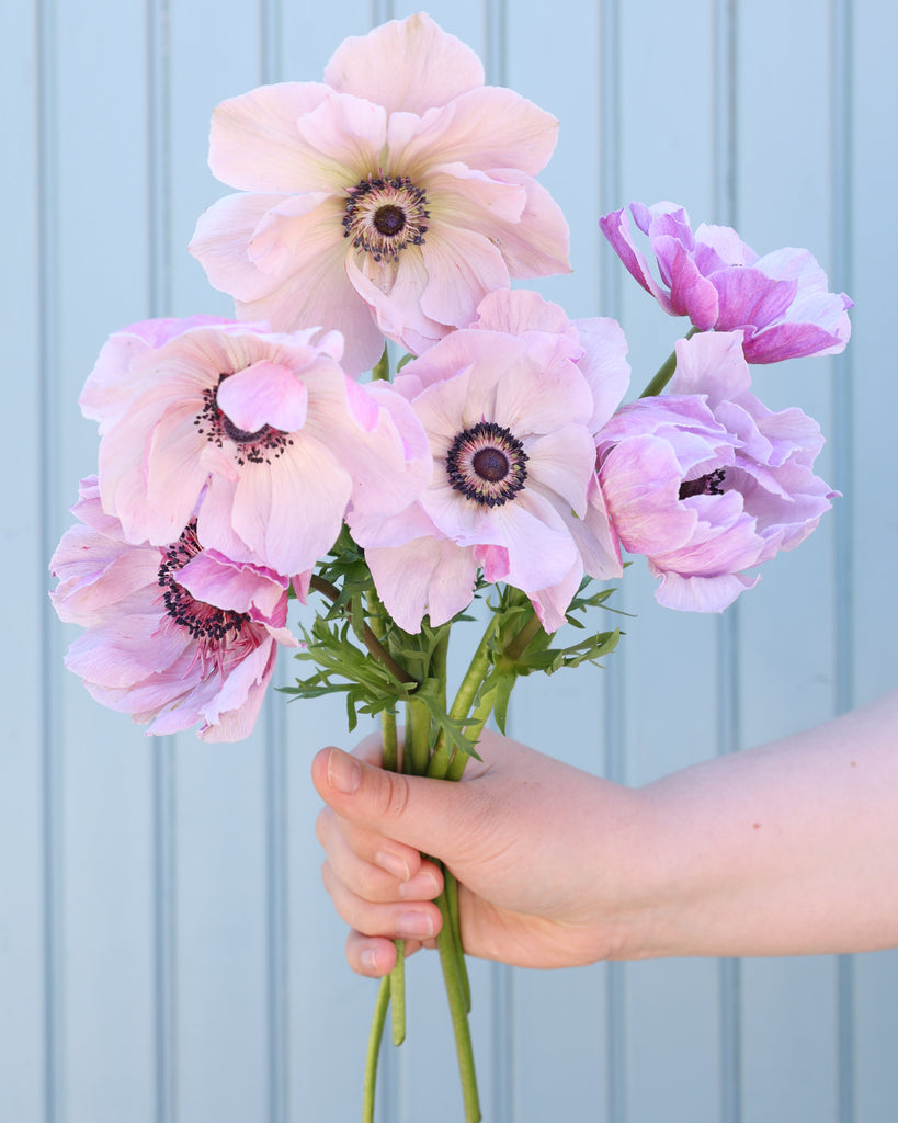 Strauß Anemonen in sanften Fliedertönen mit dunkelvioletten Staubgefäßen vor einem hellblauen Hintergrund.