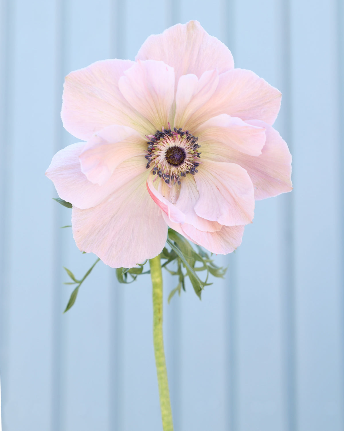 Anemone 'Mistral Plus® Rarity' - 10 Knollen | Gartenzauber