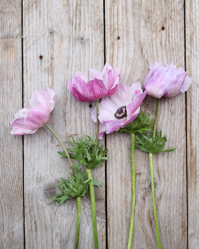 Anemone 'Mistral Plus® Rarity' - 10 tubers