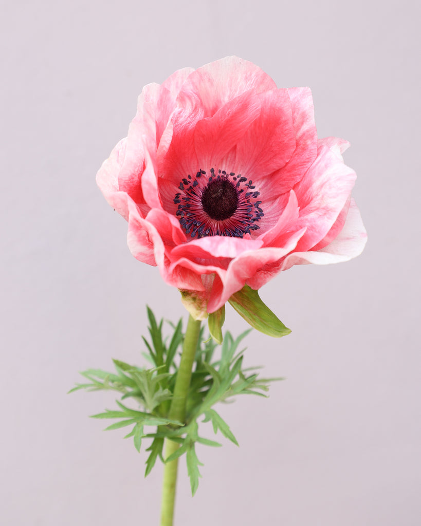 Eine Anemone in Rosatönen der Sorte Mistral® Rosa Chiaro mit dunklen Staubgefäßen vor einem hellen Hintergrund.