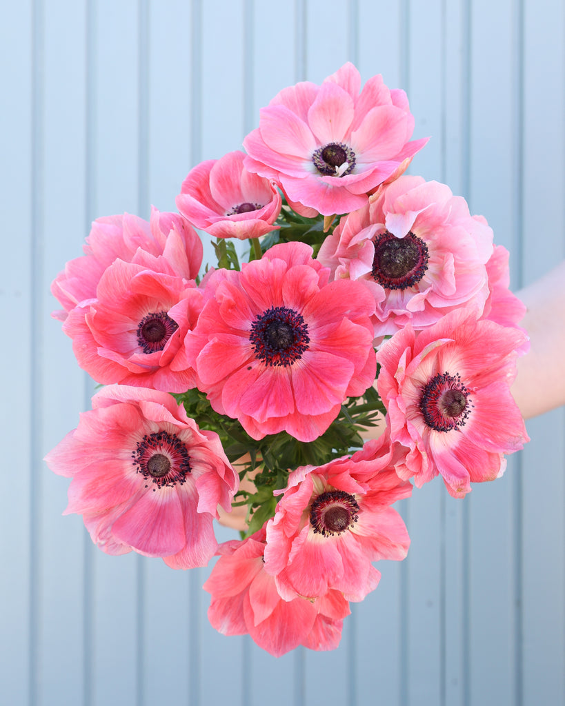 Strauß Anemonen in Rosatönen der Sorte Mistral® Rosa Chiaro mit dunklen Staubgefäßen vor einem hellblauen Hintergrund.