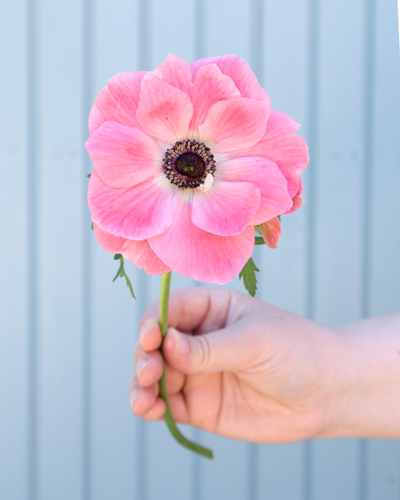 Eine Anemone in Rosatönen der Sorte Mistral® Rosa Chiaro mit dunklen Staubgefäßen vor einem hellblauen Hintergrund.