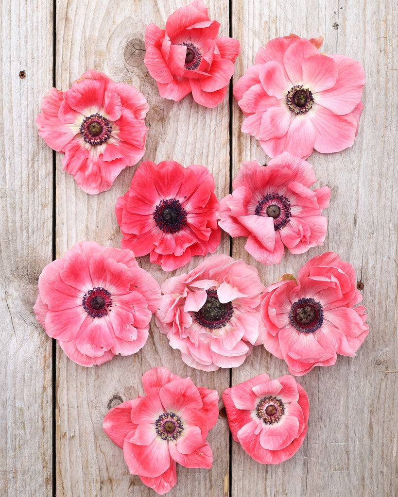 Anemonenblüten in Rosatönen der Sorte Mistral® Rosa Chiaro mit dunklen Staubgefäßen auf einem Holztisch.