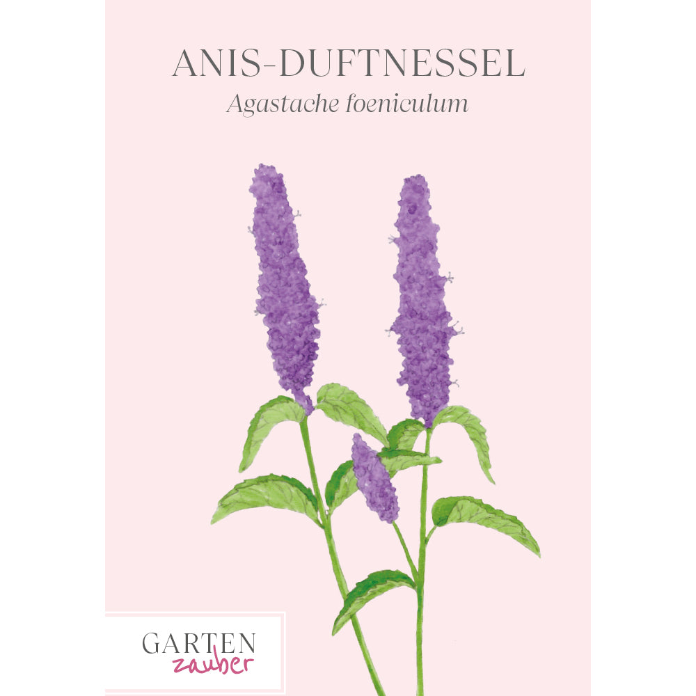 Anis-Duftnessel - Agastache foeniculum